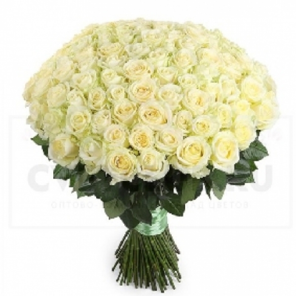 Kemer Florist 101 weiße Rosen und Band